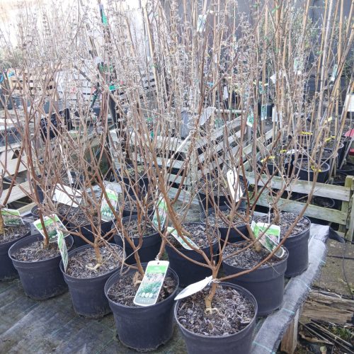 Vitex agnus castus - Barátcserje