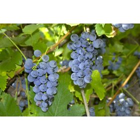 Vitis 'Kismis Moldavszkíj' -Szőlő