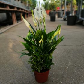 Spathiphyllum 'Chopin' - Vitorlavirág