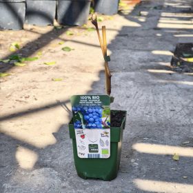 Vitis Vinni. Boskoop Glory - Szőlő (100% BIO)