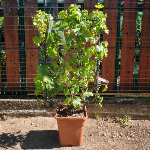 Vitis vinifera - Szőlő (fal)