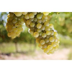 Vitis vinifera ‘Pölöskei muskotály’ - Szőlő