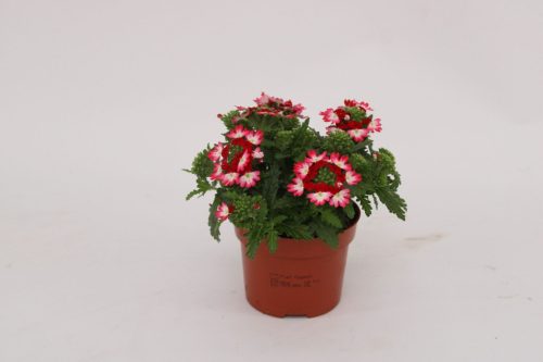 Verbena Magelana 'Pink Swirl' - Verbéna