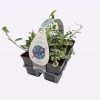 Vinca major 'Variegata' - kis meténg (6db/cs)