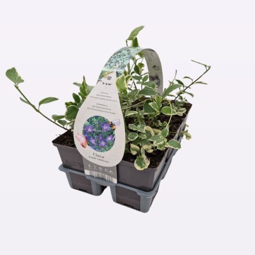 Vinca major 'Variegata' - kis meténg (6db/cs)