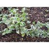 Vinca major 'Variegata' - kis meténg (6db/cs)