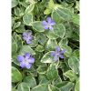 Vinca major 'Variegata' - kis meténg (6db/cs)