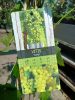 Vitis vinifera 'Supaga' - Szőlő