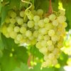 Vitis vinifera 'Supaga' - Szőlő