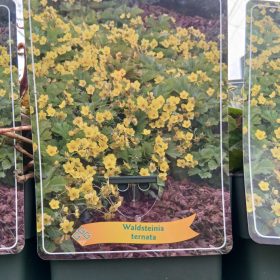 Waldsteinia ternata - Indás berkipimpó