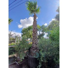 Washingtonia robusta - Mexikói Washington-pálma