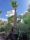Washingtonia robusta - Mexikói Washington-pálma 