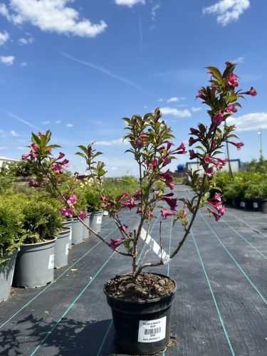Weigela 'Bristol Ruby' - Piros virágú rózsalonc