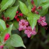 Weigela 'Bristol Ruby' - Piros virágú rózsalonc