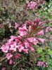Weigela florida 'Pink irine' - Rózsalonc