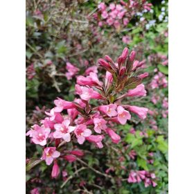 Weigela florida 'Pink irine' - Rózsalonc