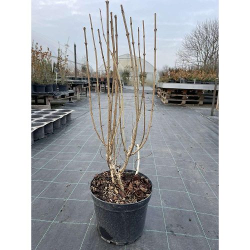 Weigela florida 'Pink irine' - Rózsalonc