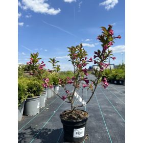 Weigela Bristol Ruby - Rózsalonc