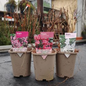 Weigela mix - Rózsalonc mix (11cm)