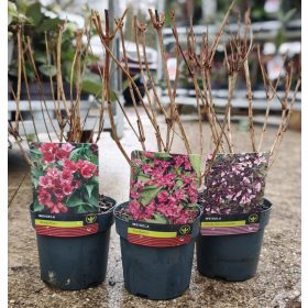 Weigela mix - Rózsalonc mix (14cm)