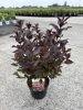 Weigela florida 'Alexandra' - Bordó rózsalonc