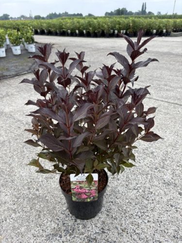 Weigela florida 'Alexandra' - Bordó rózsalonc