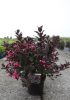 Weigela florida 'Alexandra' - Bordó rózsalonc