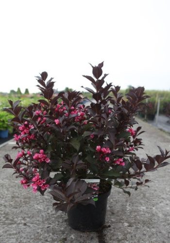 Weigela florida 'Alexandra' - Bordó rózsalonc