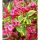 Weigela florida 'Bristol Ruby' - Rózsalonc