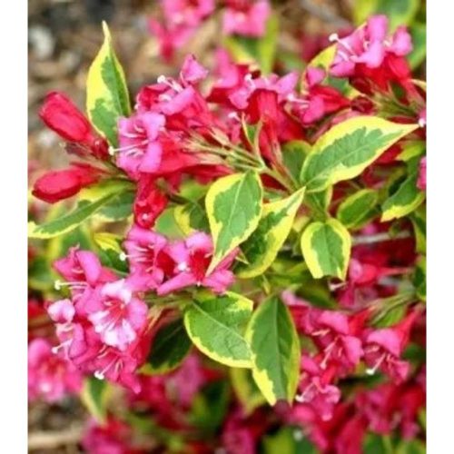 Weigela florida 'Bristol Ruby' - Rózsalonc