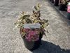 Weigela florida 'Monet' - Rózsalonc