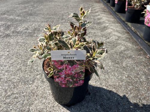 Weigela florida 'Monet' - Rózsalonc