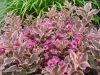 Weigela florida 'Monet' - Rózsalonc