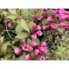 Weigela florida 'Nana Purpurea' - Bordó levelű Rózsalonc