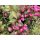 Weigela florida 'Nana Purpurea' - Bordó levelű Rózsalonc