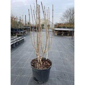   Weigela florida 'Nana Purpurea' - Bordó levelű Rózsalonc