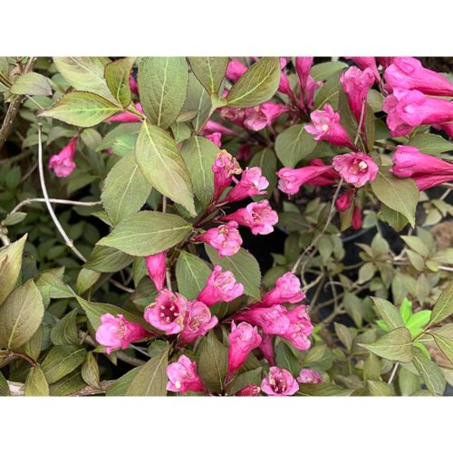Weigela florida 'Nana Purpurea' - Bordó levelű Rózsalonc