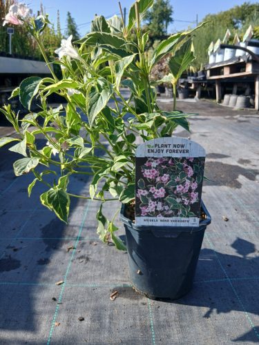 Weigela florida 'Nana Variegata' - Rózsalonc