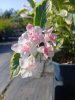 Weigela florida 'Nana Variegata' - Rózsalonc