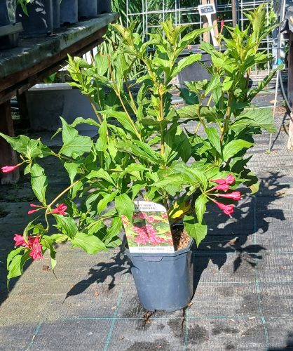 Weigela florida 'Red Prince' - Rózsalonc