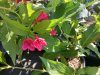 Weigela florida 'Red Prince' - Rózsalonc