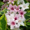 Weigela florida 