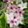 Weigela florida 