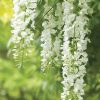 Wisteria sinensis 'Amethyst Falls' - Lilaakác