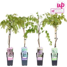 Wisteria sinensis - Lilaakác