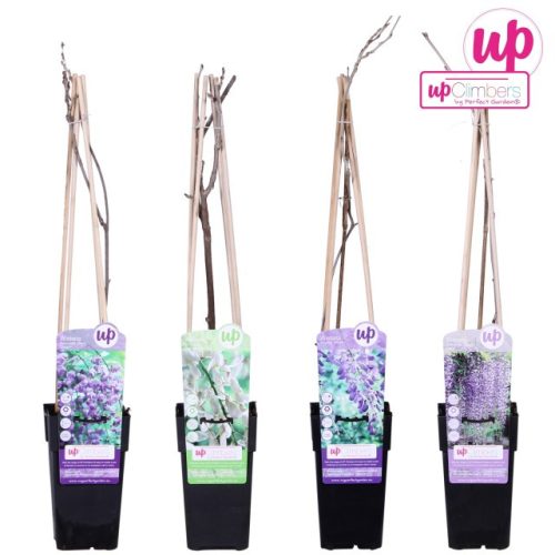 Wisteria sinensis - Lilaakác