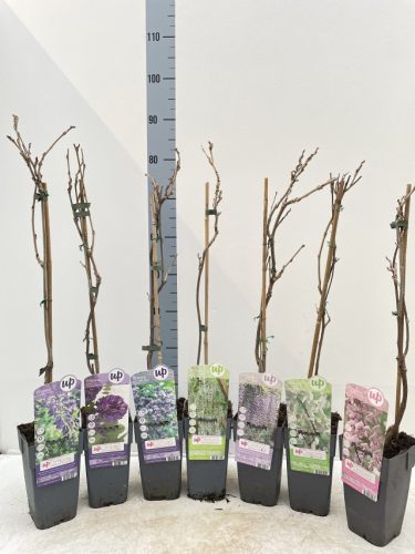 Wisteria sinensis - Lilaakác