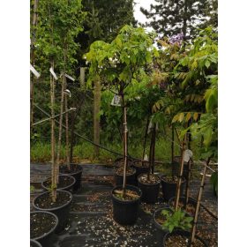 Wisteria sinensis - Lilaakác (törzses fehér)