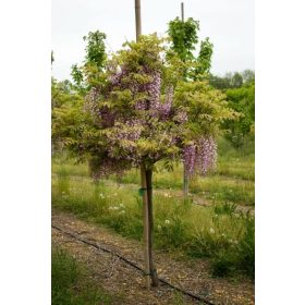Wisteria -  Lila akác törzses (lila)