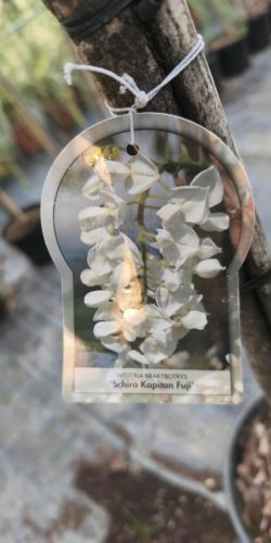 Wisteria sinensis - Lilaakác (törzses fehér)